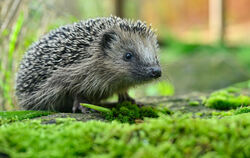 Ein kleiner Igel erkundet seine Umgebung.