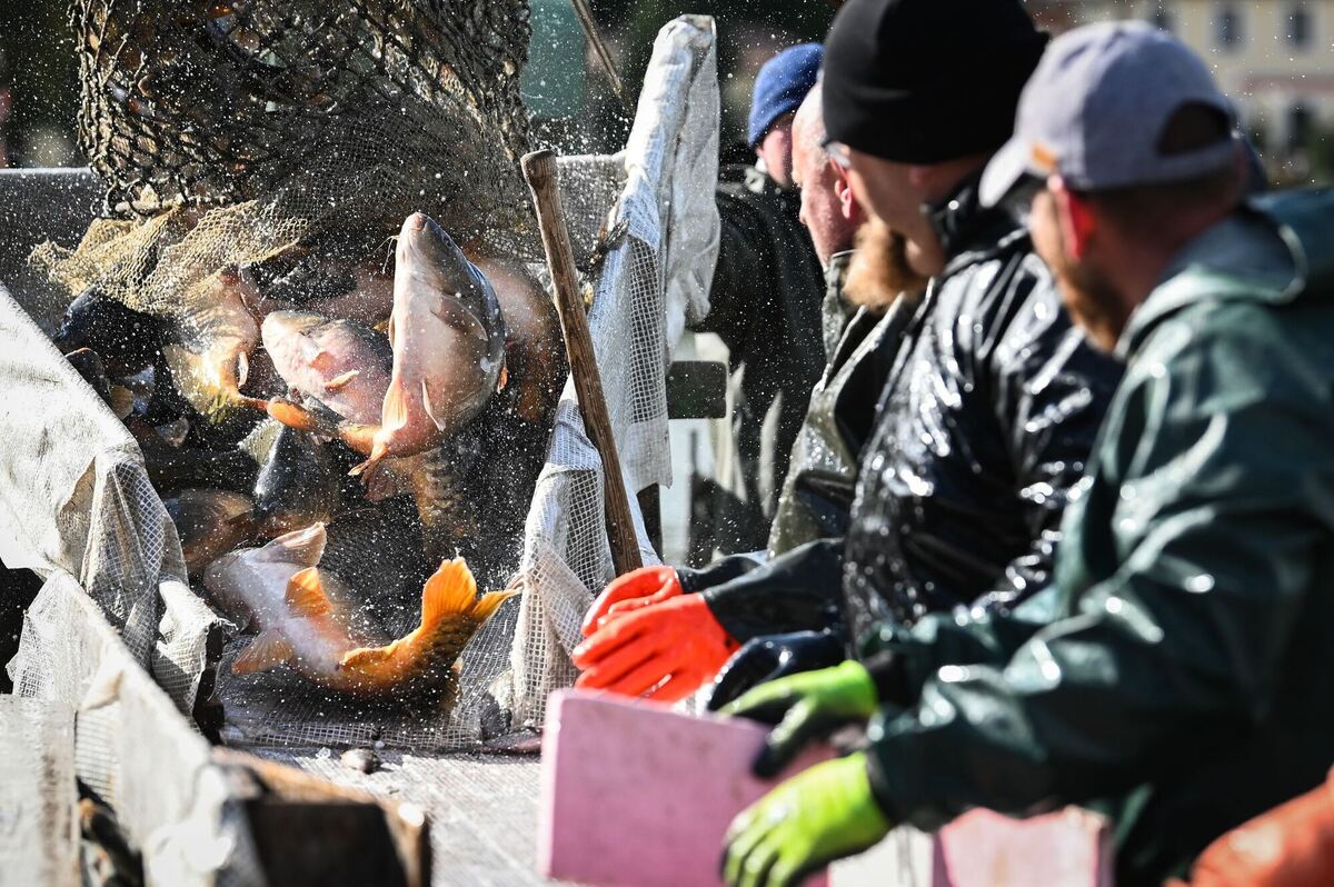 Abfischen im Horstsee