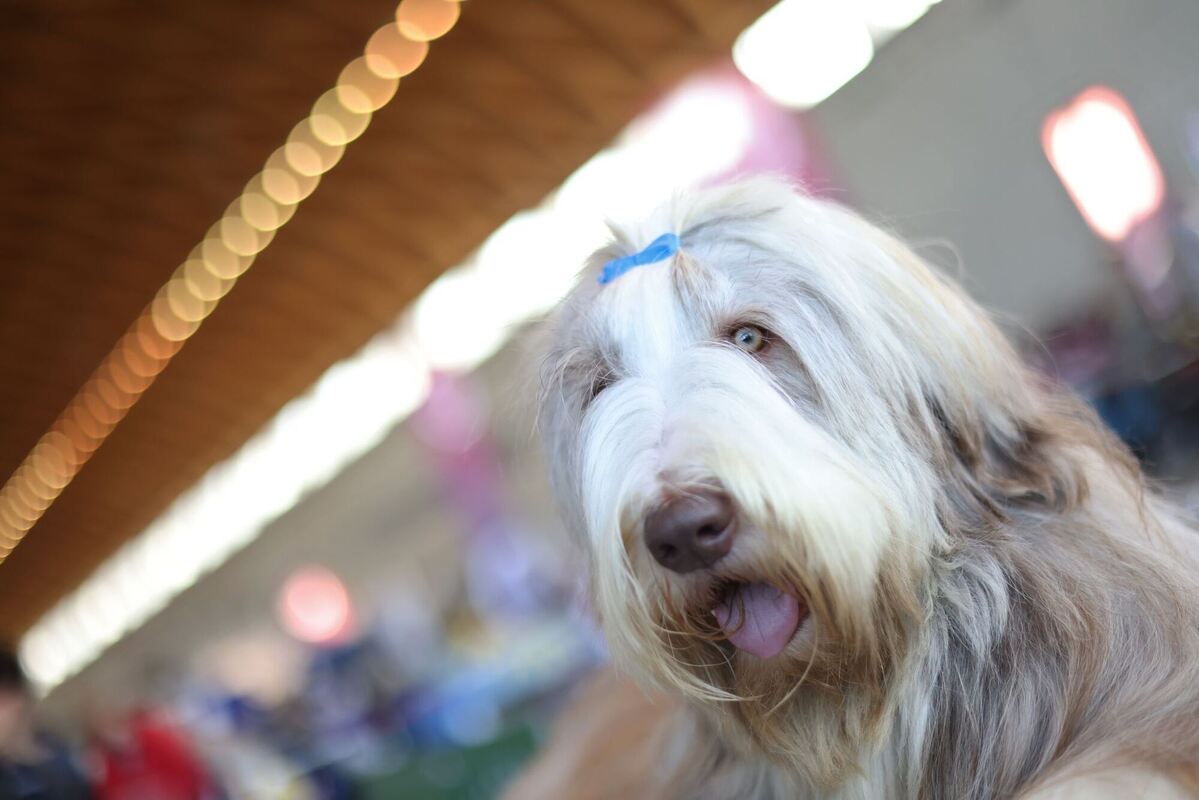 21. Internationale Rassehunde-Ausstellung 21. Internationale Rassehunde-Ausstellung