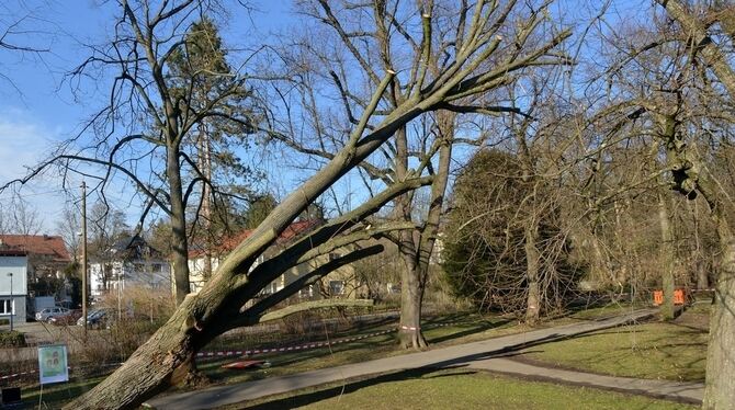 Abgesägt: Gestern Nachmittag fiel der Baum. FOTO: NIETHAMMER