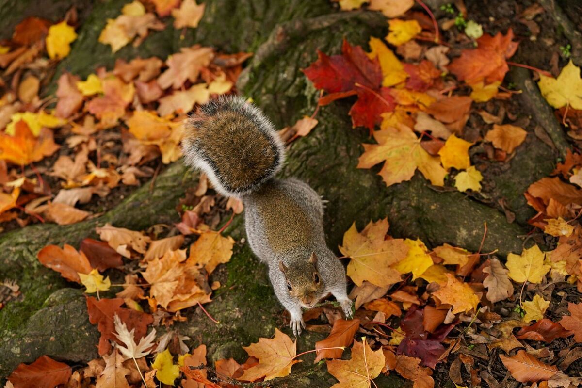 Eichhörnchen im Herbstlaub Eichhörnchen im Herbstlaub
