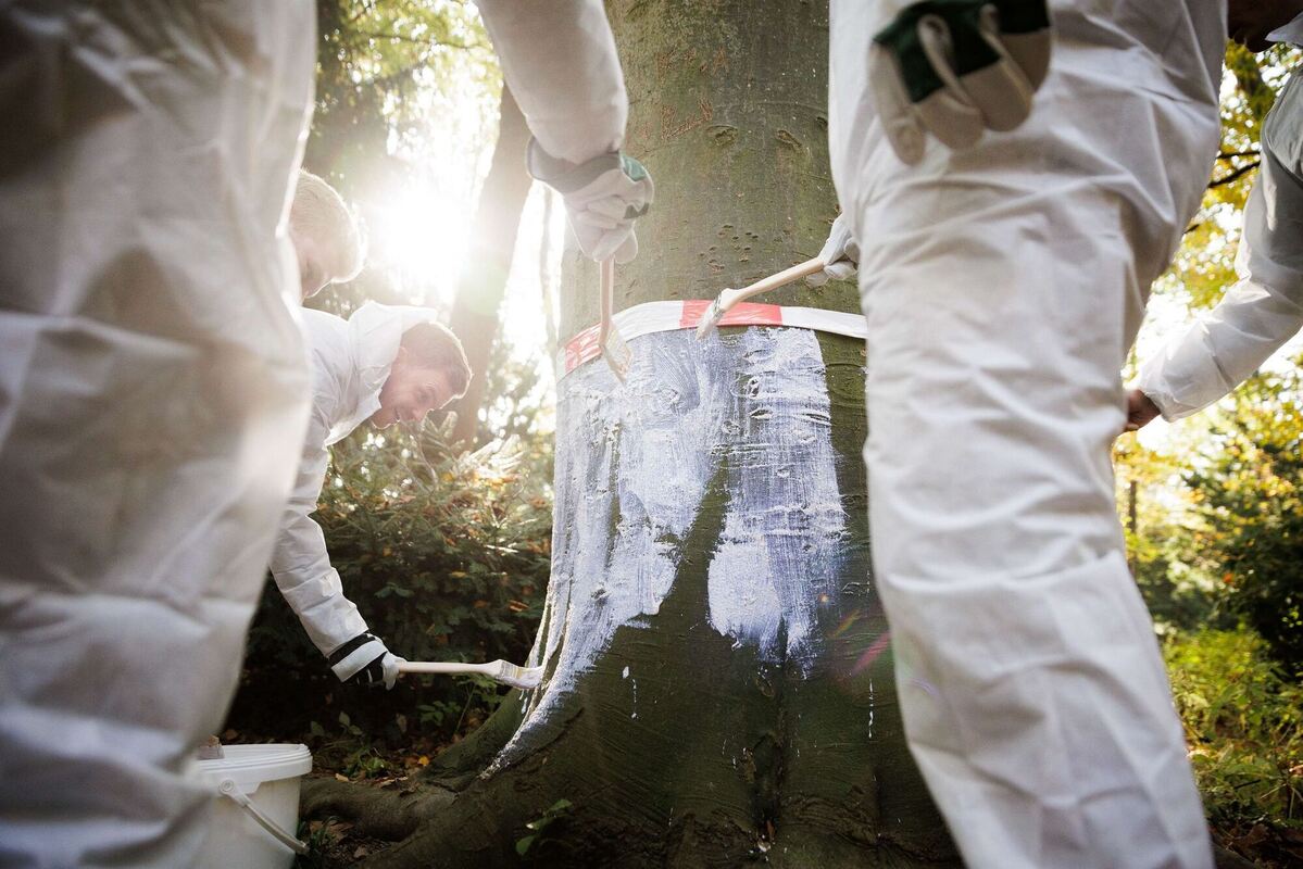 Schutzanstrich gegen Biberverbiss im Berliner Tiergarten