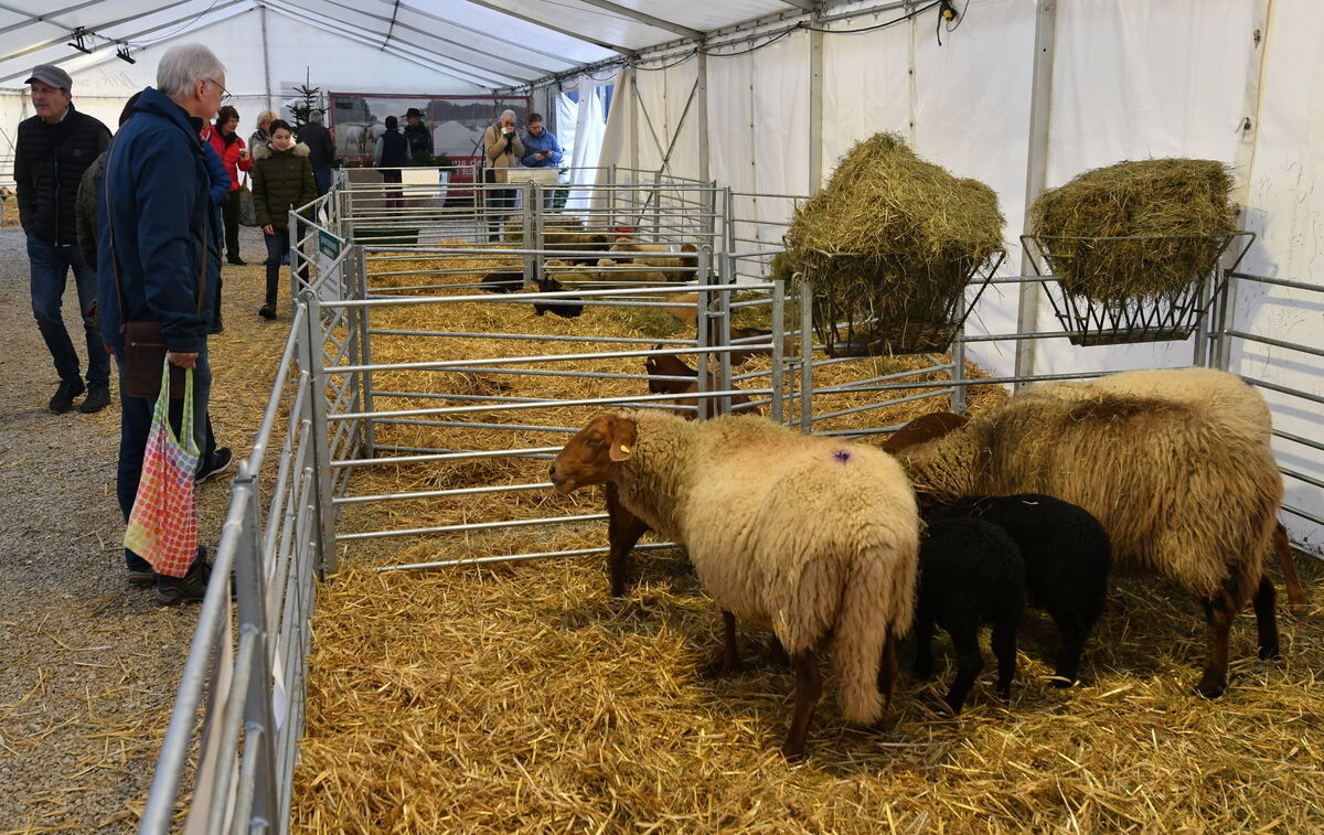 Schön und gut 31 10 24 FOTOS JÜRGEN MEYER_68