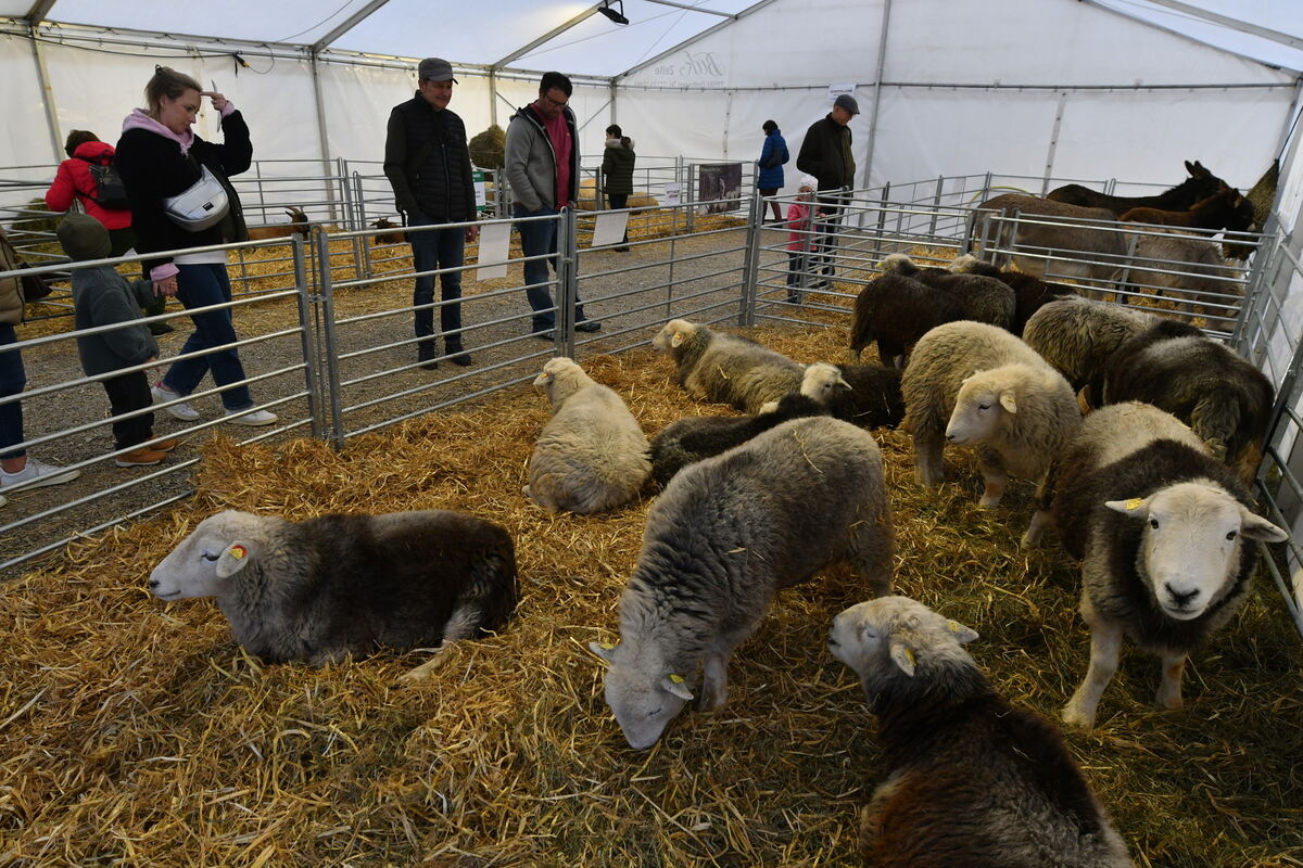 Schön und gut 31 10 24 FOTOS JÜRGEN MEYER_69