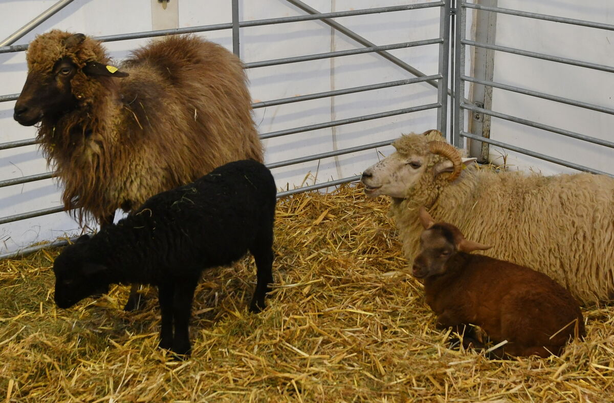 Schön und gut 31 10 24 FOTOS JÜRGEN MEYER_72