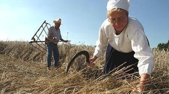 Teamwork gab's schon anno dazumal. Die Undinger mit Habergeschirr und Sichel bei der Getreideernte.
FOTO: BAIER