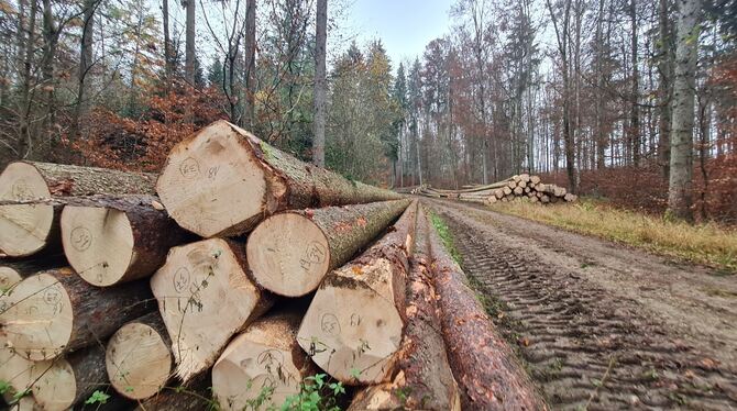Waldumgang Gomadingen Das Holz aus dem Gomadinger Wald wird überwiegend regional vermarktet.