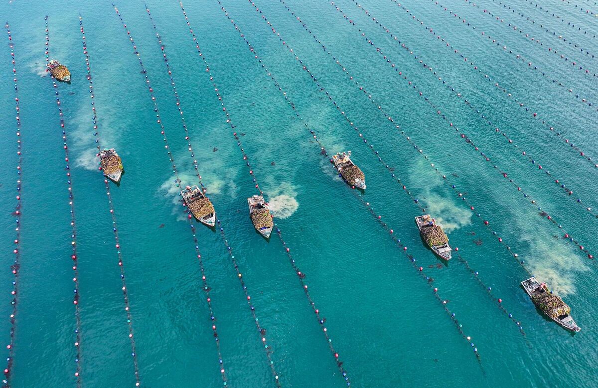 Austern-Ernte in China