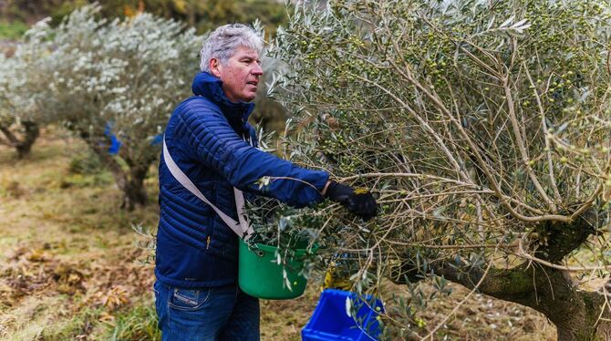 Olivenernte am Kaiserstuhl