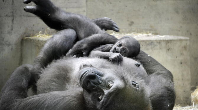 Das Gorillaweibchen Tuana hält im Zoo Wilhelma in Stuttgart   ihr erstes Junges im Arm.