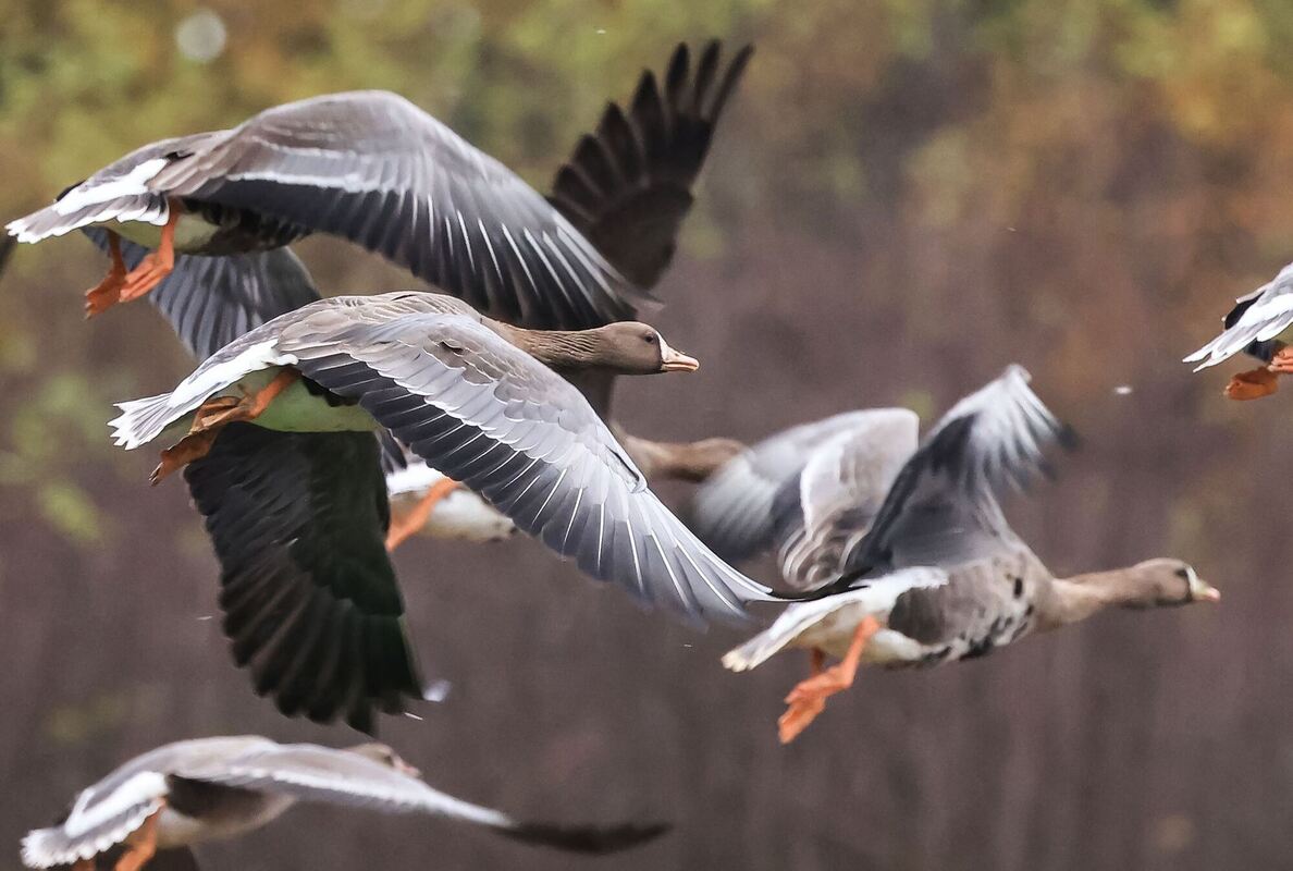 Wildgänse sind zurück am Niederrhein