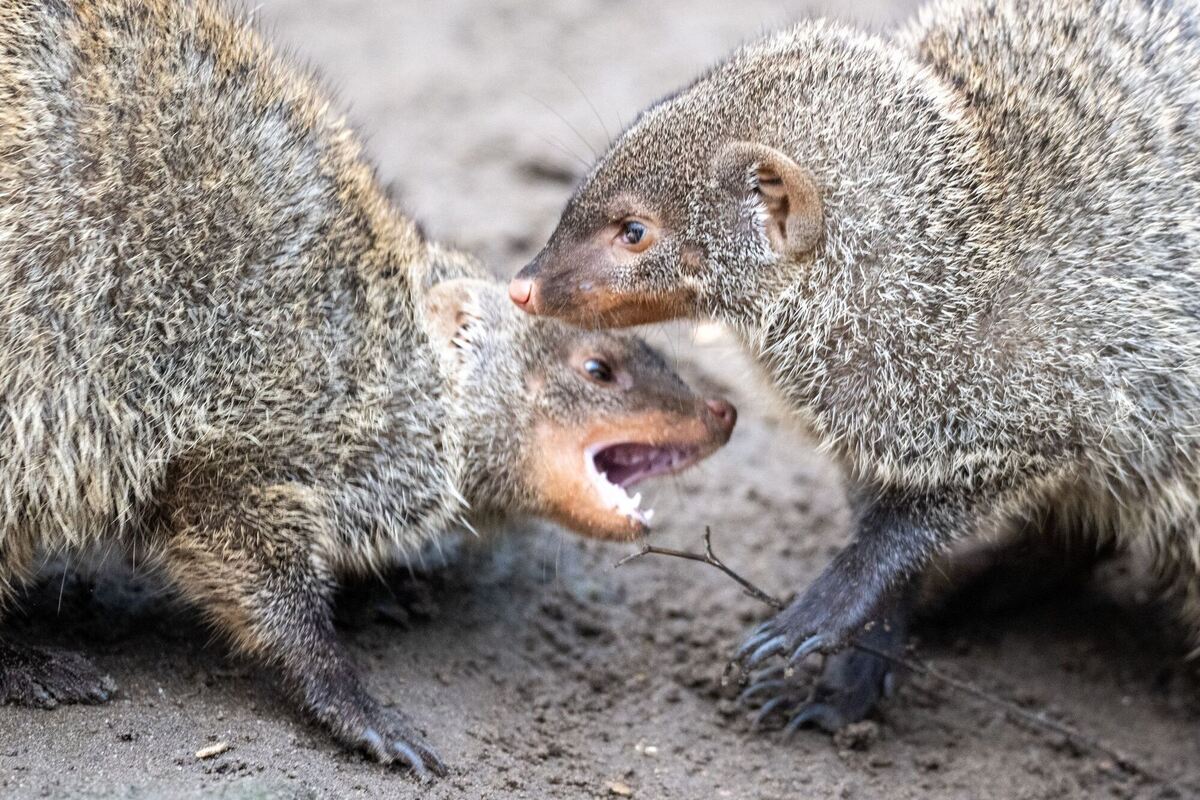 Zebramangusten im Tierpark Berlin