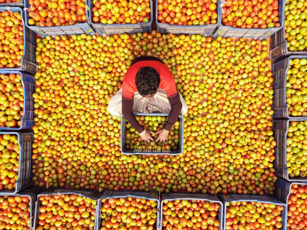 Tomatenanbau in Bangladesch