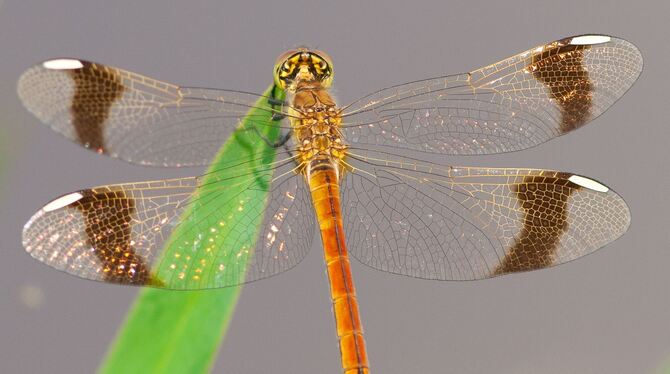 Gebänderte Heidelibellen-Weibchen