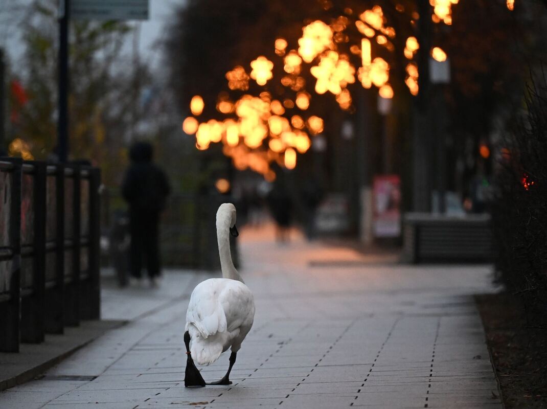 Weihnachtsstimmung in Hamburg