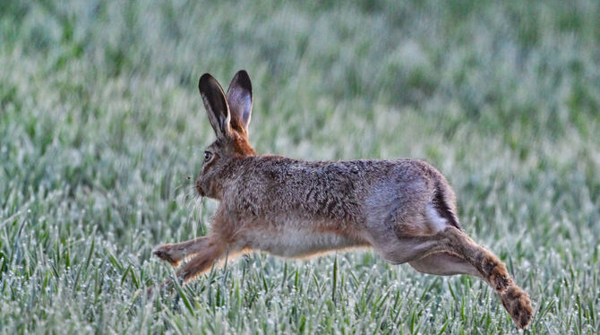 brb,lbn,Medizin,Gesundheit,SCHWABEN,Krankheiten,Tiere Die Hasenpest ist auch auf den Menschen übertragbar.
