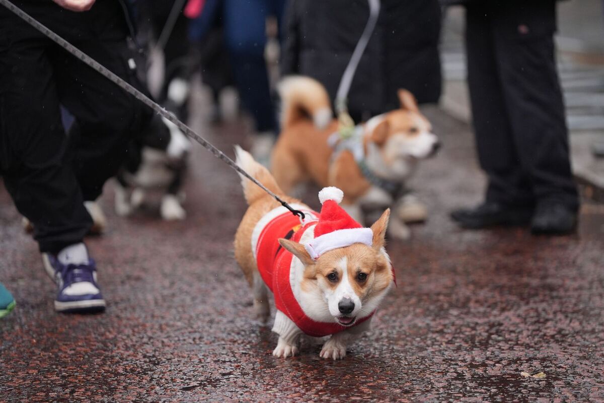 Weihnachtspulli-Corgi-Parade in London