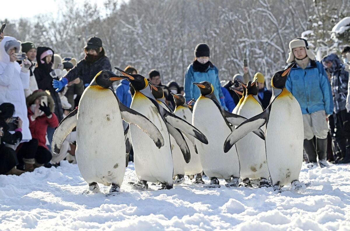Parade der Pinguine in Hokkaido Parade der Pinguine in Hokkaido