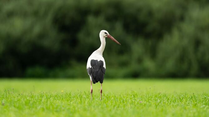 Storch Storch