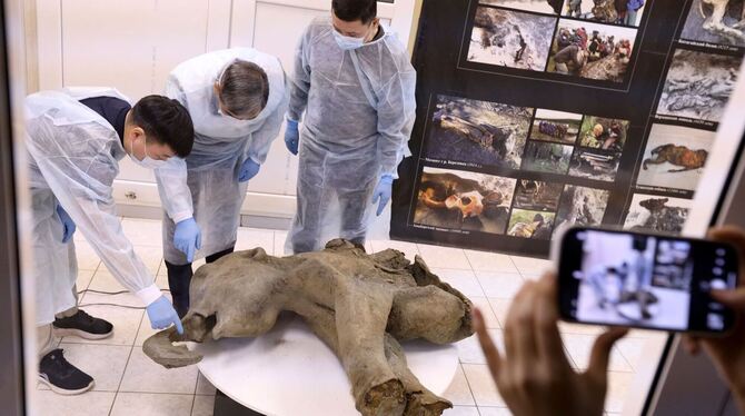 Gut erhaltenes Mammut-Baby in Russland entdeckt