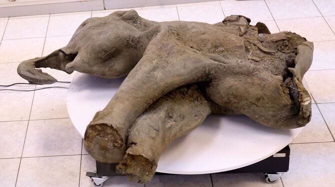 Gut erhaltenes Mammut-Baby in Russland entdeckt