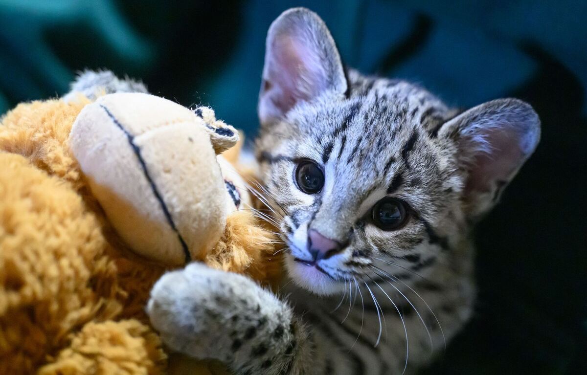 Baby-Salzkatze im Zoo der Minis Baby-Salzkatze im Zoo der Minis