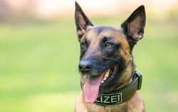 Polizeihund