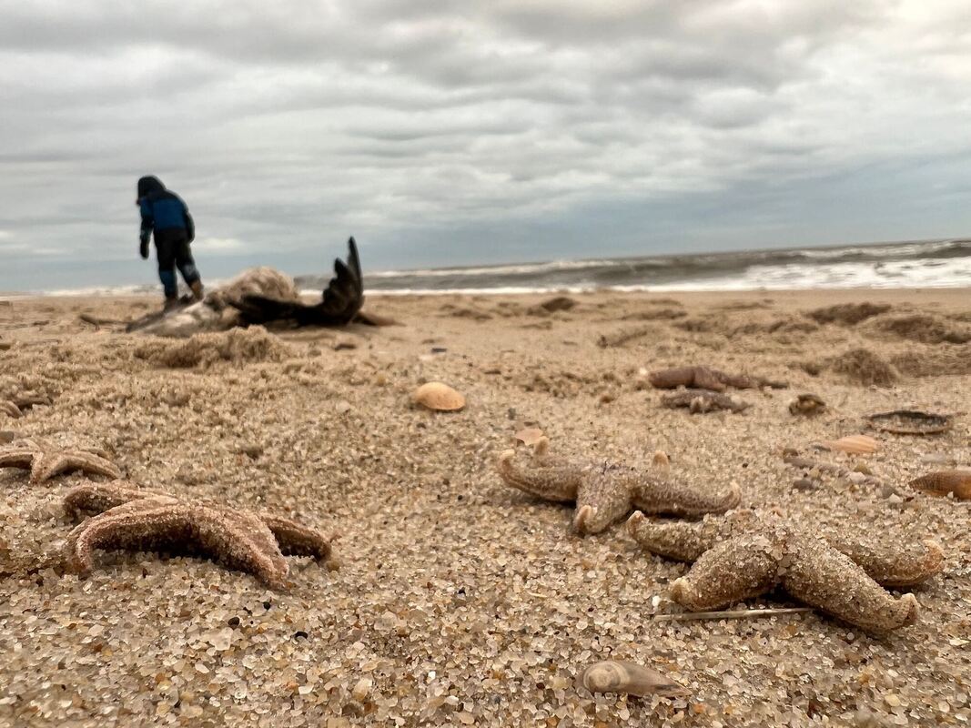 Sturm spült große Mengen Seesterne auf Sylter Strand Sturm spült große Mengen Seesterne auf Sylter Strand