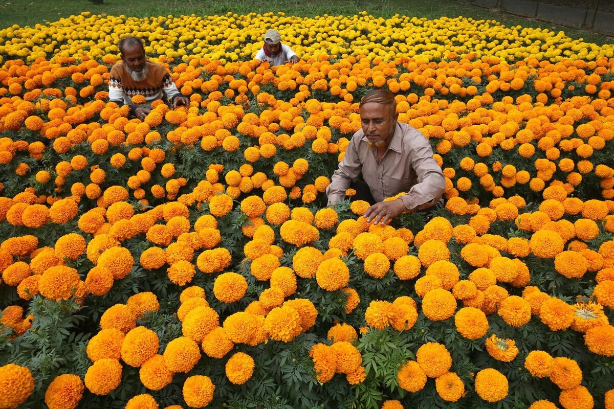 Gartenarbeiten Gartenarbeiten