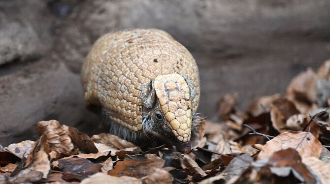Das Gürteltier ist das »Zootier des Jahres« Das Gürteltier ist das »Zootier des Jahres«