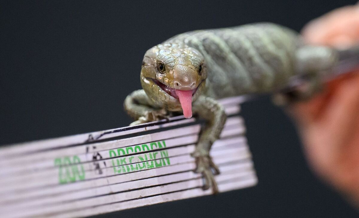 Jahresinventur im Zoo Dresden