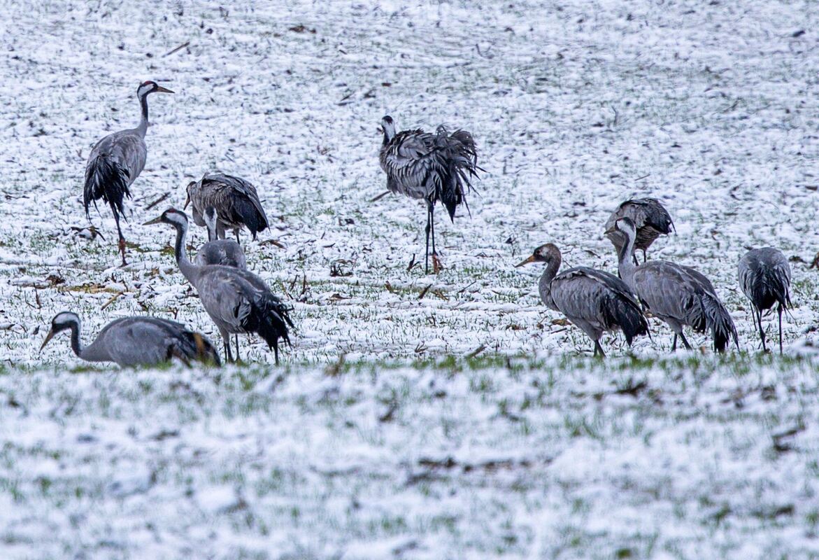 Kraniche im Schnee - Wetter Kraniche im Schnee - Wetter