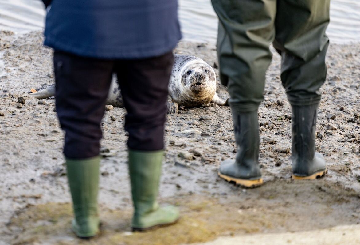 Seehundstation wildert die ersten Kegelrobben der Saison aus