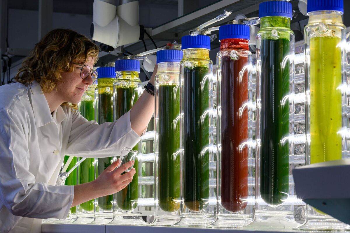 Förderung für Algenforschung