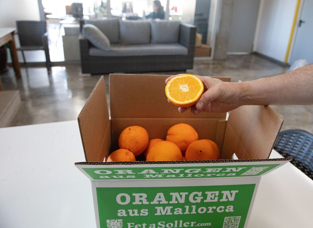 Orangen auf Mallorca