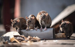 Ratten sind immer auf der schnellen Suche nach Nahrung. Achtlos weggeworfene Essensreste sind ein willkommener Snack für sie.