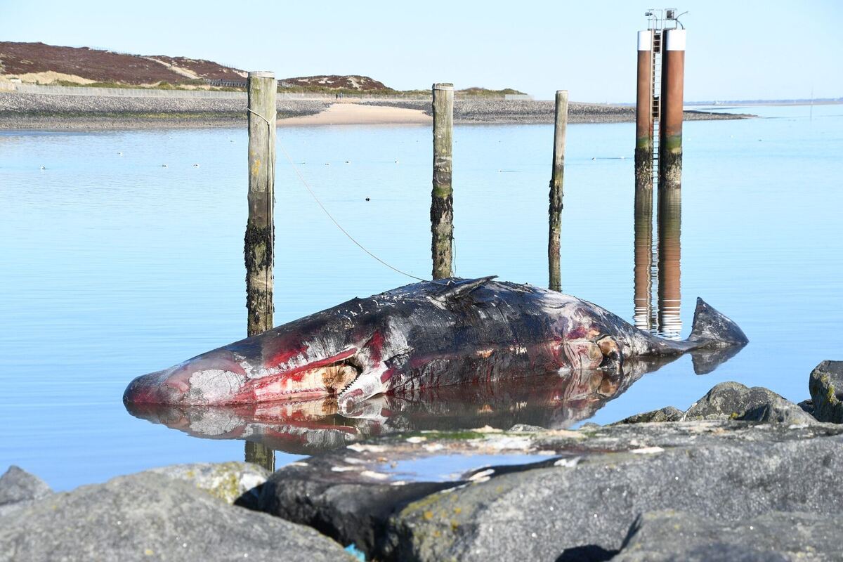 Pottwal vor Sylt soll von Experten untersucht werden