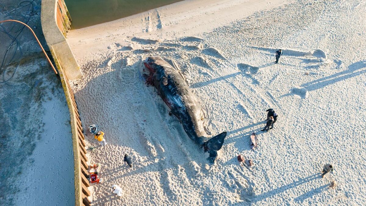 Toter Pottwal am Strand von Sylt Toter Pottwal am Strand von Sylt