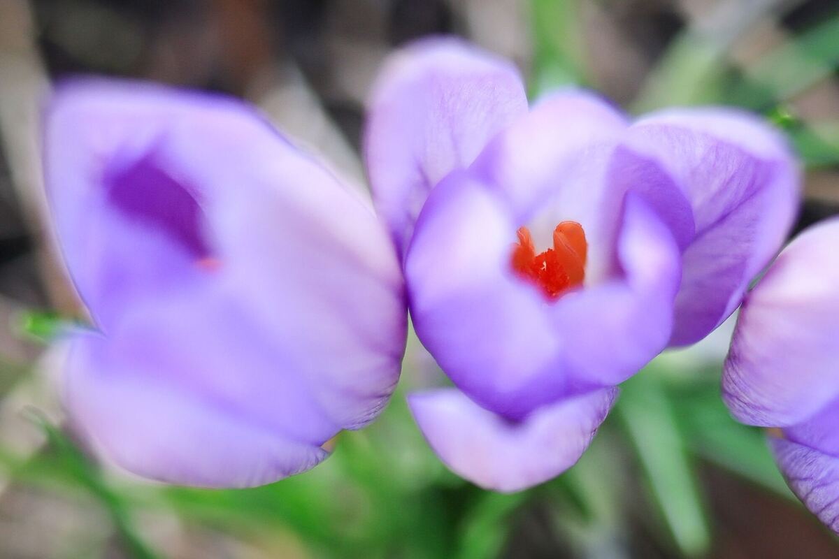 Krokusse in Hamburg - Wetter