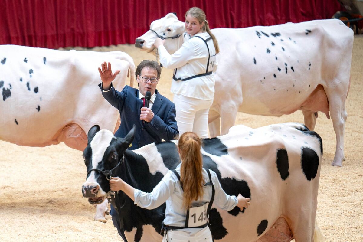 »Miss Ostfriesland« - Die Suche nach schönster Kuh