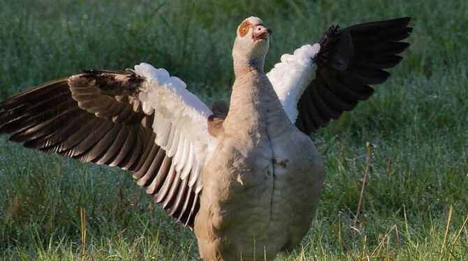 Eine Nilgans an der Ihmeaue in Niedersachsen. Foto: Julian Stratenschulte