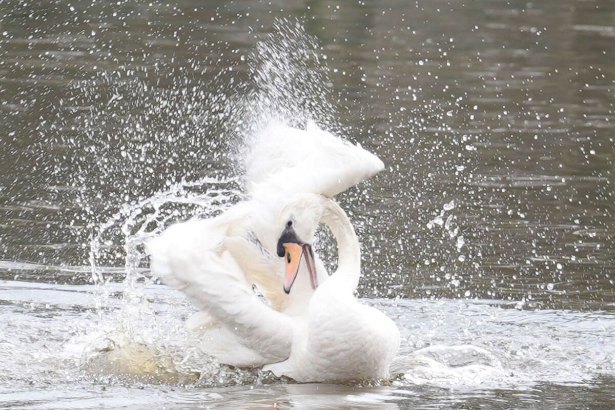 Alsterschwäne kehren aus Winterquartier zurück