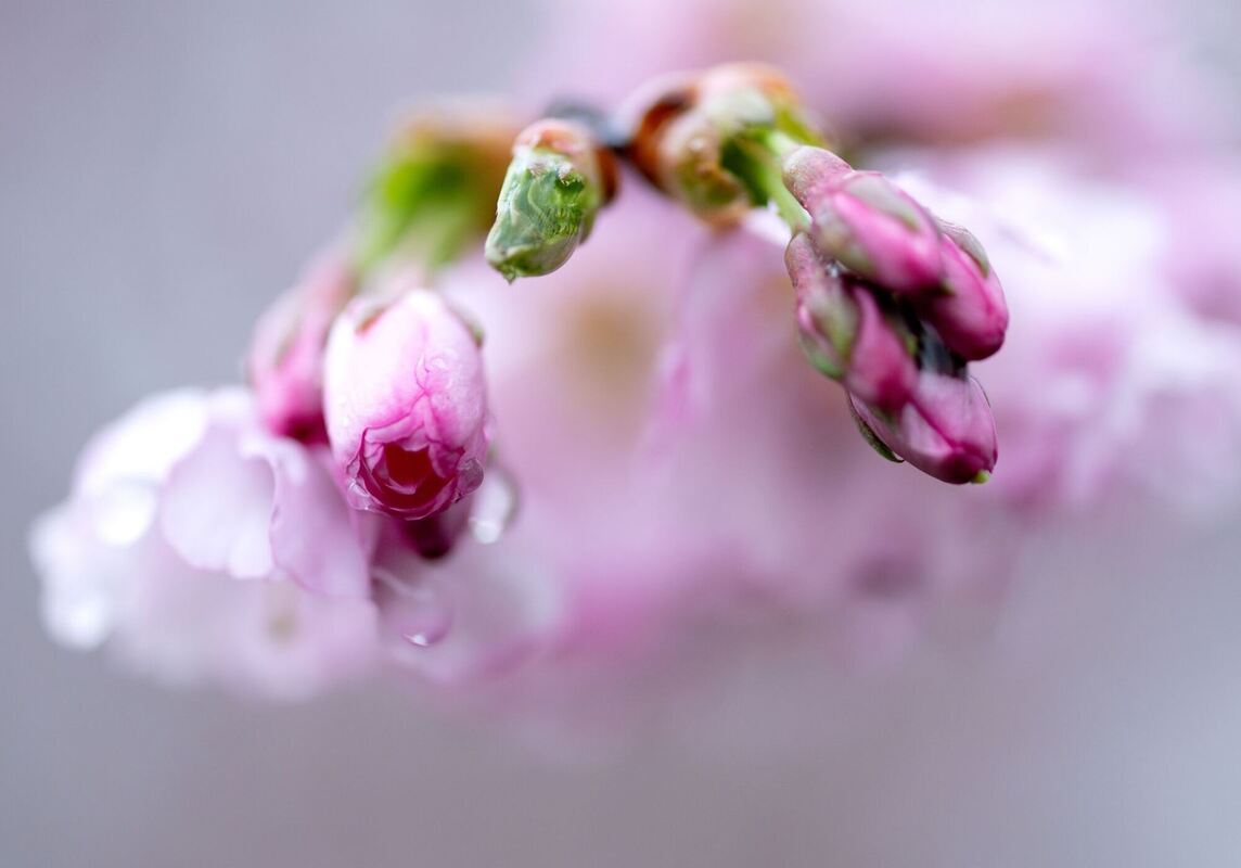 Kirschblüte in München Kirschblüte in München