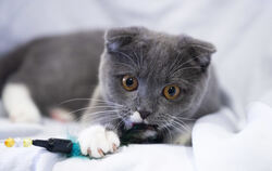 Die Knickohren der Scottish Fold Katze sehen zwar herzlich aus, führen aber zu Knorpelschäden.