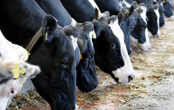 Die Ohrmarken sind wie ein Personalausweis: So sind Kühe von Geburt bis Schlachtung identifizierbar.  FOTO: STEFFEN/DPA
