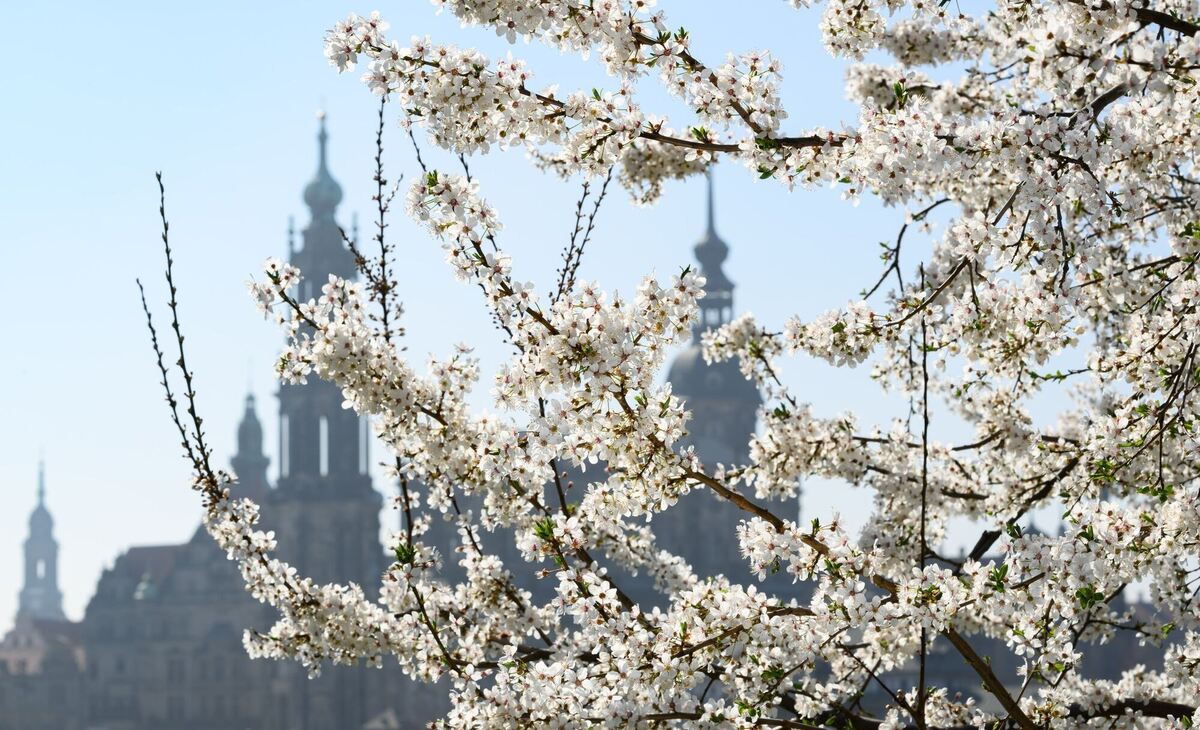 Frühling in Sachsen