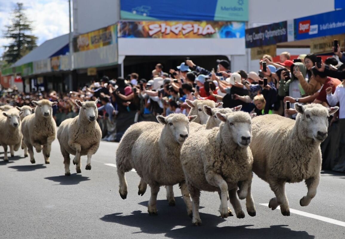 »Running of the Sheep« in Neuseeland