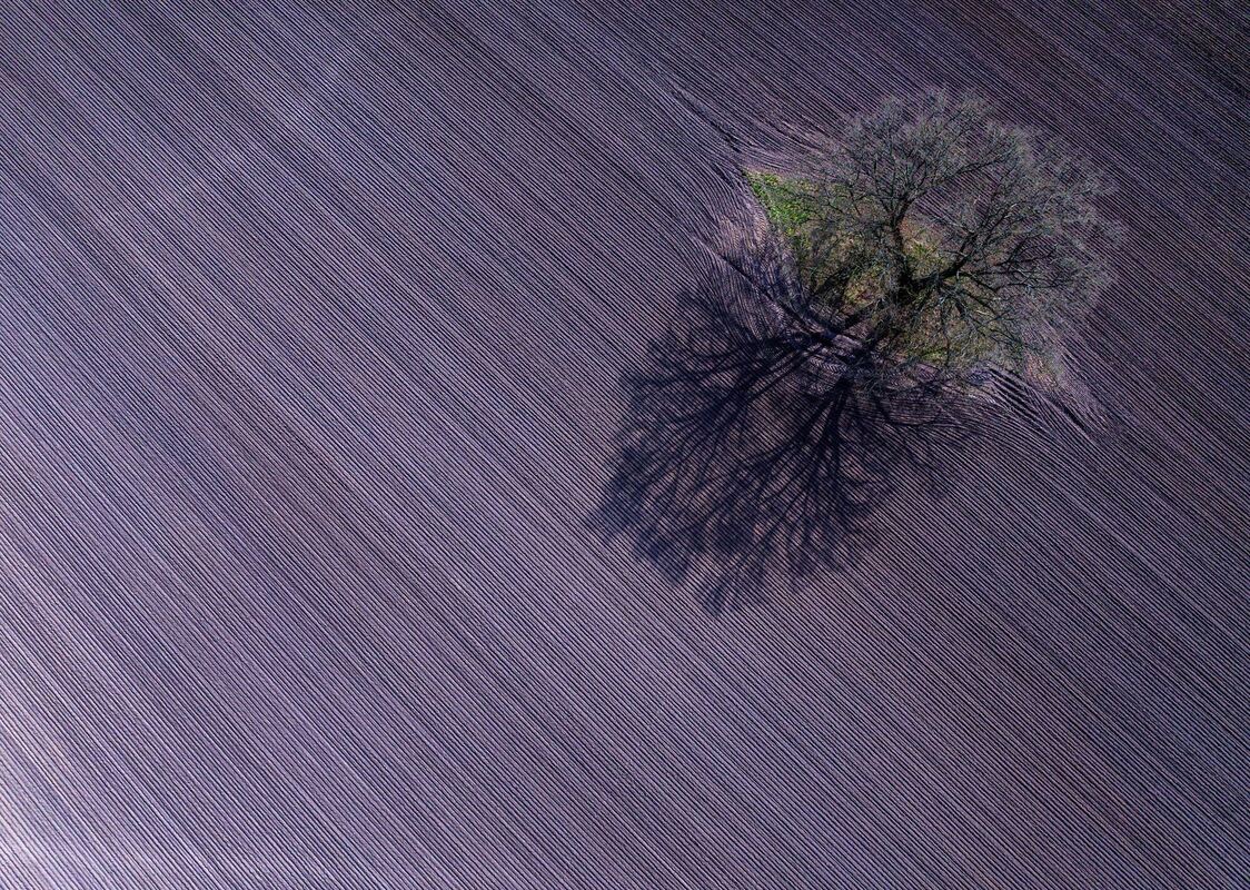 Baum auf Ackerfläche