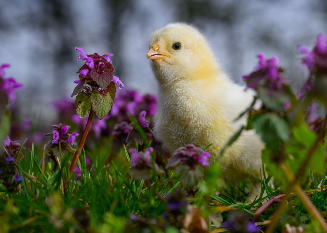 Hühnernachwuchs erkundet Blumenwiese