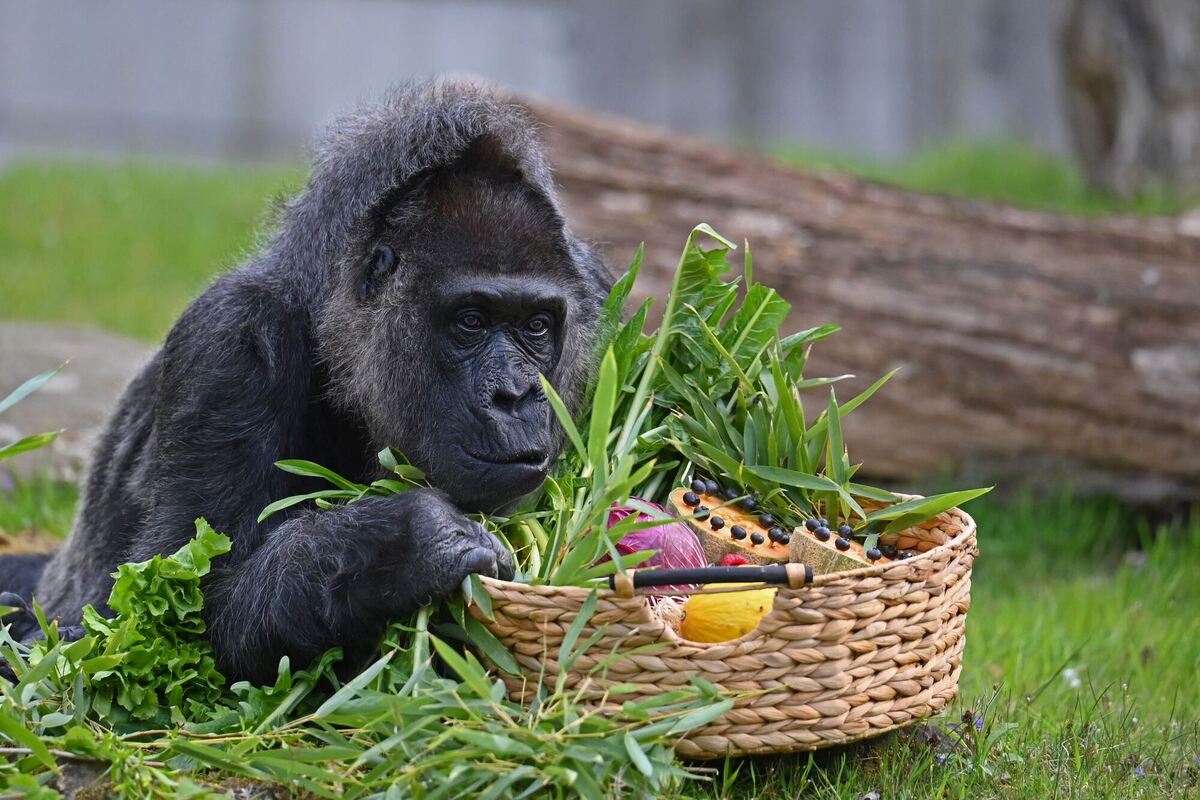 Gorilladame Fatou feiert 68. Geburtstag im Zoo Berlin